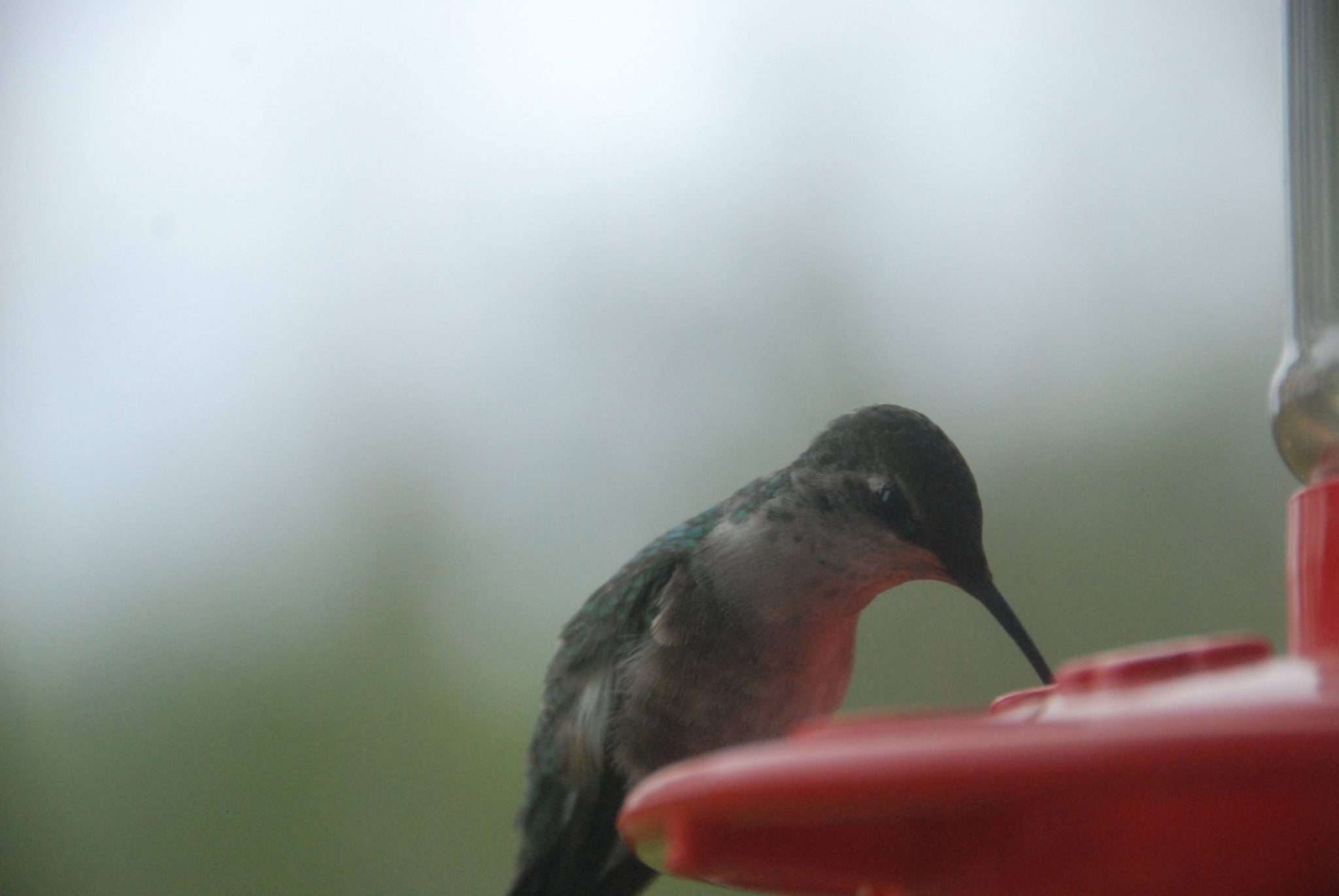 Keep your summer hummers happy know how often to change hummingbird food